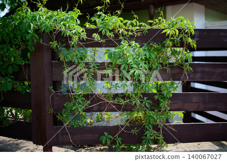 Lush green five-lobed leaves of a climbing plant vigorously intertwine on a strong dark brown wooden fence during a sunny day 140067027