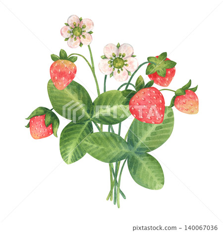 Delicate bouquet of ripe wild strawberry branches with green leaves and white blossoms in cartoon style. Watercolor hand-drawn illustration for spring and summer design cards, textile, and packaging 140067036