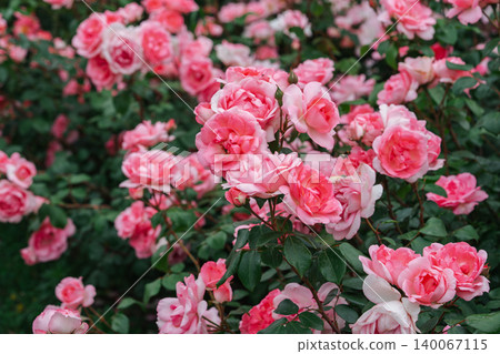 Branch of soft pink rose flowers blooming in garden with green leaves and natural background Branch of soft pink rose flowers blooming in garden with green leaves and natural background 140067115