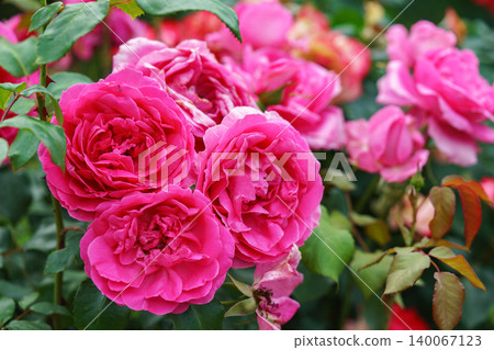 Branch of soft pink rose flowers blooming in garden with green leaves and natural background 140067123