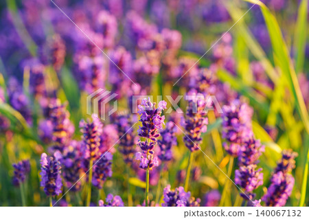 Lavender bushes blooming under warm sunlight in peaceful purple and green summer field background Lavender bushes blooming under warm sunlight in peaceful purple and green summer field background 140067132