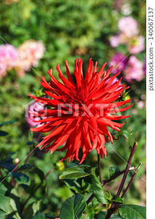 Red Dahlia pinnata or cactus dahlia flower blooming in sunny garden, flowerbed background Red Dahlia pinnata or cactus dahlia flower blooming in sunny garden, flowerbed background 140067137