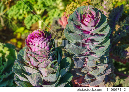 Purple ornamental cabbage, flowering kale Brassica oleracea plant growing in sunny vegetable garden 140067142