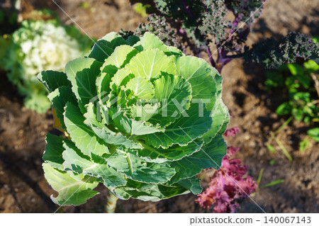 Ornamental cabbage, flowering decorative kale Brassica oleracea plant growing in vegetable garden 140067143