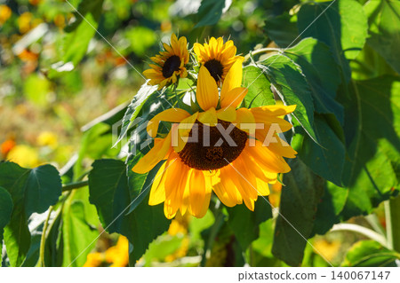 Bright yellow common sunflower, Helianthus annuus blooming in sunny garden with green plants Bright yellow common sunflower, Helianthus annuus blooming in sunny garden with green plants 140067147