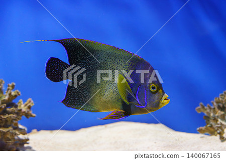 French angelfish, Pomacanthus paru swimming in blue aquarium water background French angelfish, Pomacanthus paru swimming in blue aquarium water background 140067165