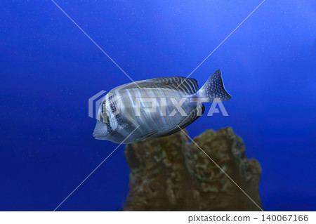 Zebrasoma velifer, Pacific sailfin tang or Sailfin surgeonfish swimming on blue water background Zebrasoma velifer, Pacific sailfin tang or Sailfin surgeonfish swimming on blue water background 140067166