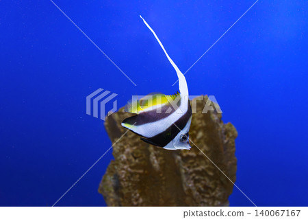 Pennant coralfish Heniochus acuminatus, longfin bannerfish, coachman swimming in blue aquarium water Pennant coralfish Heniochus acuminatus, longfin bannerfish, coachman swimming in blue aquarium water 140067167