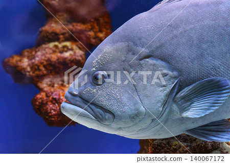 Close up of large Giant grouper, Epinephelus lanceolatus fish swimming in blue aquarium background 140067172