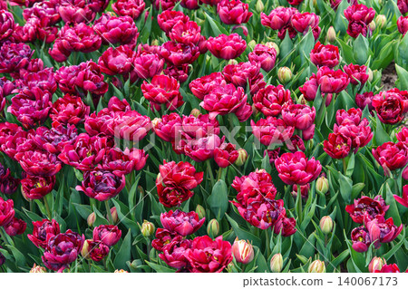 Red double Tulipa gesneriana, burgundy peony flowered tulips blooming in garden flower bed in spring 140067173