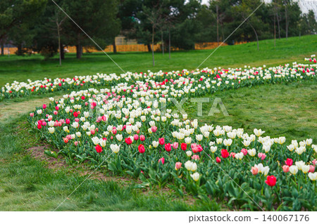 White and pink Tulipa gesneriana in bloom, semicircle flowerbed in field, spring tulip plantation White and pink Tulipa gesneriana in bloom, semicircle flowerbed in field, spring tulip plantation 140067176