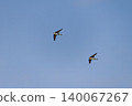 A pair of swallows in flight against a clear sky 140067267