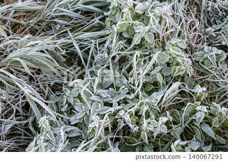 Green nettle leaves and grass covered with morning frost. First snow of late autumn on meadow plants. Frozen nature background during cold weather. Seasonal freezing of wild flora. 140067291
