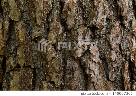 Tree bark texture background close up natural wood pattern Tree bark texture background close up natural wood pattern 140067365
