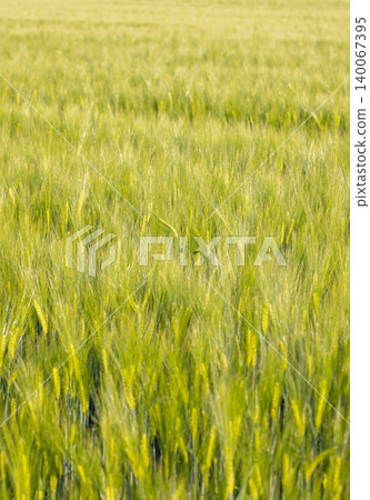 Green barley field growing under sunlight, agriculture concept Green barley field growing under sunlight, agriculture concept 140067395