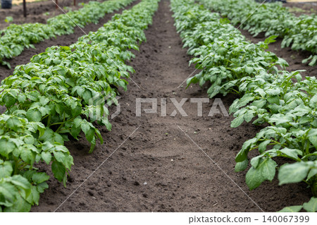 Growing potato plants in rich agricultural field rows Growing potato plants in rich agricultural field rows 140067399