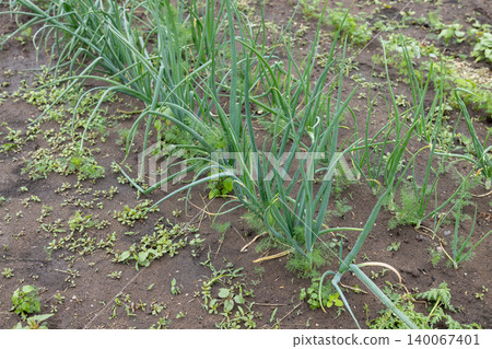 Green onion plants growing in fertile garden soil 140067401
