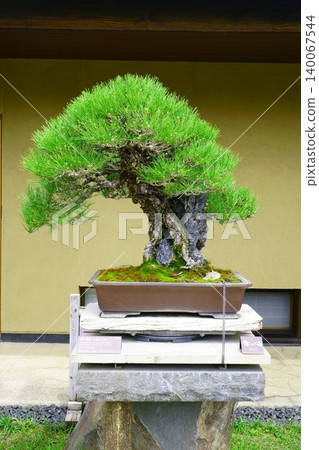 9669 Bonsai Japanese Black Pine "Zuiko" 9669 Bonsai Japanese Black Pine "Zuiko" 140067544