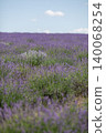 Field of lavender bushes under a clear blue sky 140068254