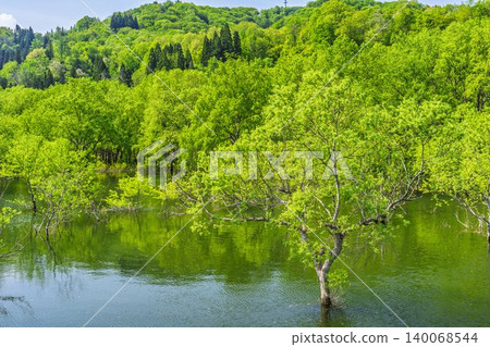 山形縣飯出町白川湖及水下森林綠意盎然 140068544