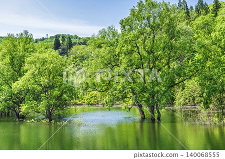 山形縣飯出町白川湖及水下森林綠意盎然 山形縣飯出町白川湖及水下森林綠意盎然 140068555