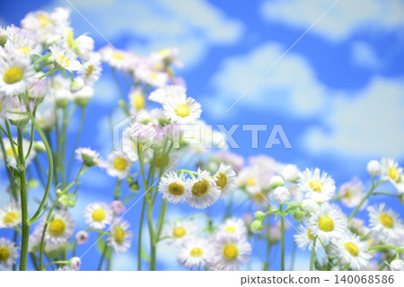 Background material featuring fleabane flowers against a blue sky. Background material featuring fleabane flowers against a blue sky. 140068586