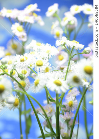 Background material featuring fleabane flowers against a blue sky. 140068594