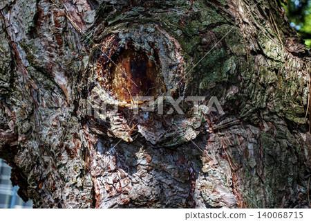 Black pine trunk bark detail with branch scar and resinous wood Black pine trunk bark detail with branch scar and resinous wood 140068715