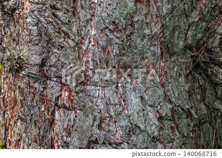 Black pine bark texture close-up with rugged fissured surface Black pine bark texture close-up with rugged fissured surface 140068716