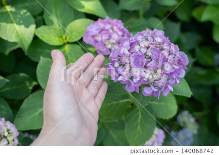 一隻手放在繡球花上 一隻手放在繡球花上 140068742