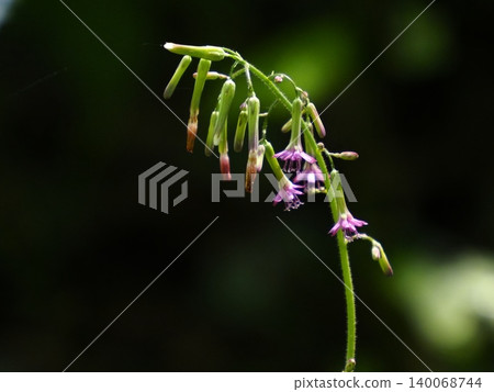 紫菀花 140068744