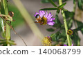 一隻中華扁角寄蠅正在吸食野生菊花的花蜜。 140068799