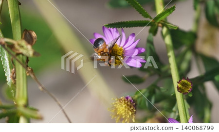 A Chinese flat-horned tachinid fly sucking nectar from a wild chrysanthemum. A Chinese flat-horned tachinid fly sucking nectar from a wild chrysanthemum. 140068799
