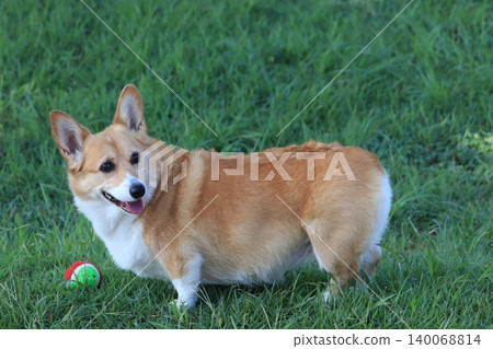 柯基犬回頭看 柯基犬回頭看 140068814