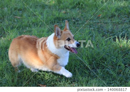 柯基犬在綠地上散步 140068817