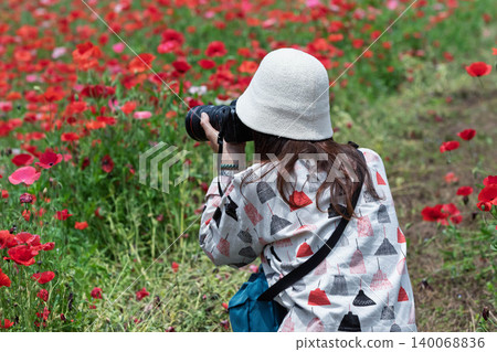 A woman photographs a field of poppies in Takayama Village, Gunma Prefecture. A woman photographs a field of poppies in Takayama Village, Gunma Prefecture. 140068836