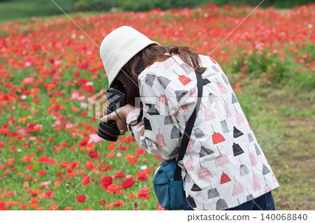 一名女子在群馬縣高山村拍攝一片罌粟花田。 一名女子在群馬縣高山村拍攝一片罌粟花田。 140068840