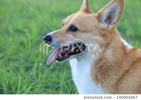 Corgi in the grass Corgi in the grass 140068867