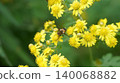 一隻扁斑花蠅正在吸食金菊的花蜜。 140068882