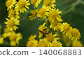 一隻扁斑花蠅正在吸食金菊的花蜜。 140068883