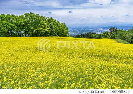 Rapeseed flowers blooming in early summer at the flower fields of San-no-Kura Plateau (ski resort), Kitakata City, Fukushima Prefecture. Rapeseed flowers blooming in early summer at the flower fields of San-no-Kura Plateau (ski resort), Kitakata City, Fukushima Prefecture. 140068893