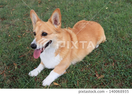 Dogs that lie down Dogs that lie down 140068935