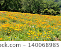 California poppies at Nagatoro Flower Village in Nagatoro-machi, Chichibu City, Saitama Prefecture. 140068985
