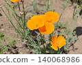 Close-up shot of California poppies at Nagatoro Flower Village in Nagatoro-machi, Chichibu City, Saitama Prefecture. 140068986
