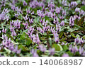 A cluster of dogtooth violet flowers at Shiroyama Katakuri no Sato in Midori Ward, Sagamihara City, Kanagawa Prefecture. 140068987