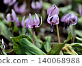 A close-up shot of a cluster of dogtooth violet flowers at Shiroyama Katakuri no Sato in Midori Ward, Sagamihara City, Kanagawa Prefecture. 140068988