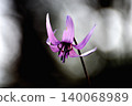 A close-up of a single dogtooth violet flower at Shiroyama Katakuri no Sato in Midori Ward, Sagamihara City, Kanagawa Prefecture. 140068989