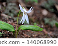 White dogtooth violet flowers at Shiroyama Katakuri no Sato in Midori Ward, Sagamihara City, Kanagawa Prefecture. 140068990