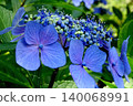 A close-up photo of a lacecap hydrangea at Yakushiike Park in Machida City, Tokyo. 140068991