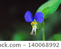 Close-up photos of the dayflower, which can be seen everywhere, are lovely. 140068992